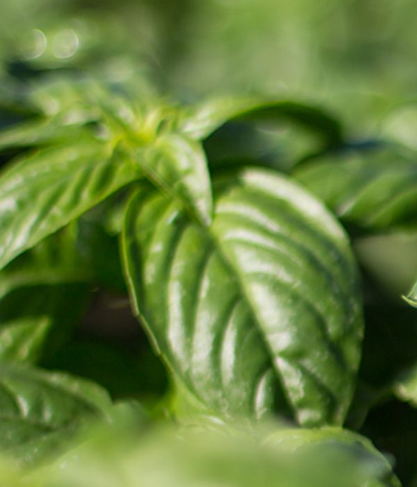 basil_600