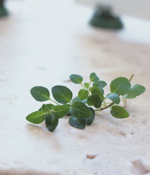 oregano_600