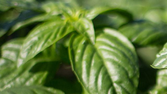 basil_640_360