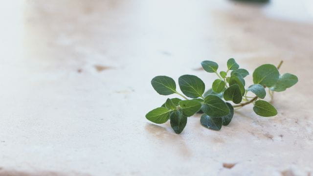 oregano_640_360