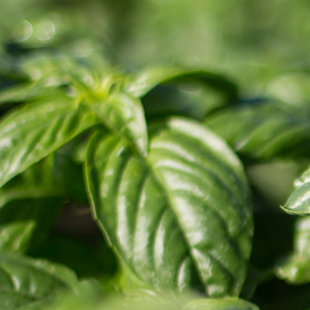 basil_640_360