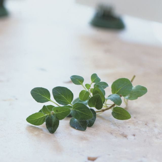 oregano_640_360