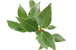 Bay Leaves