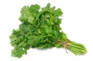 Coriander leaf