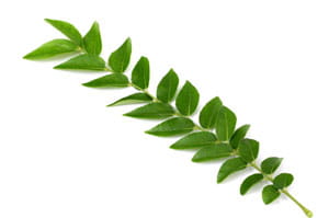 Curry Leaves