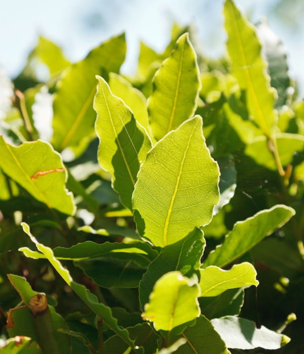 bay-leaves-desktop-1200