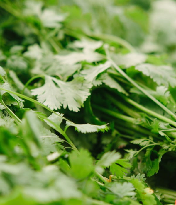 coriander-desktop-1200