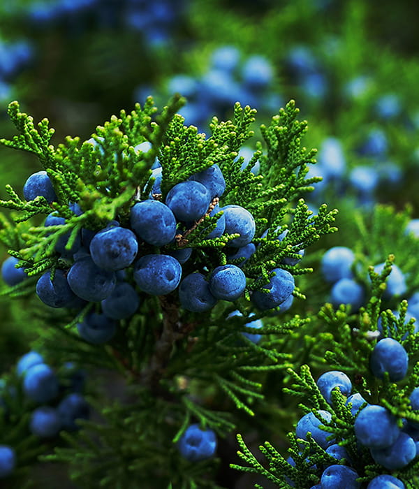 Juniper-Berries