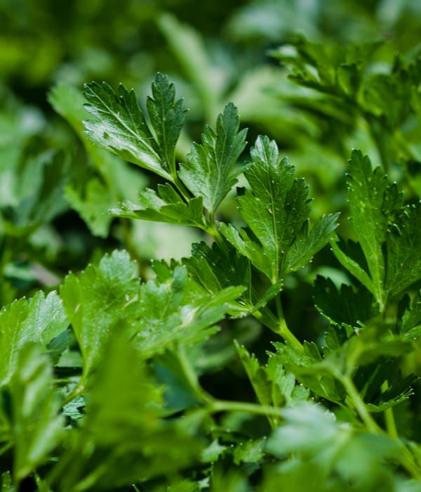 parsley-desktop-1200