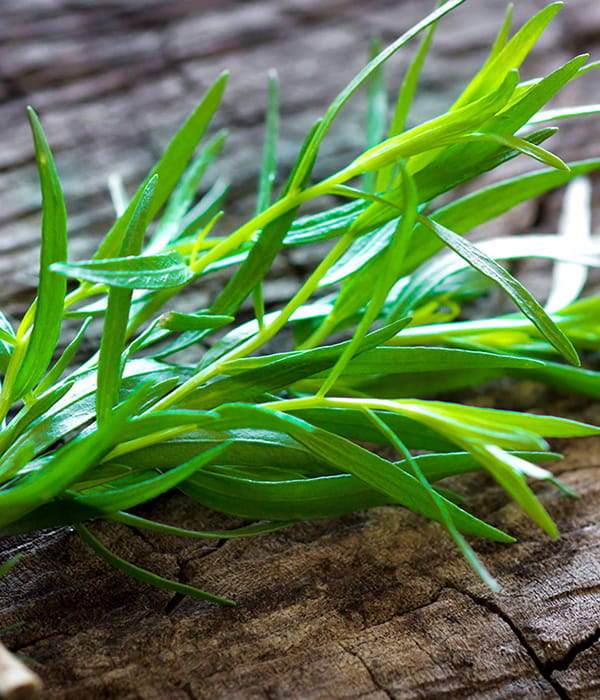 Tarragon