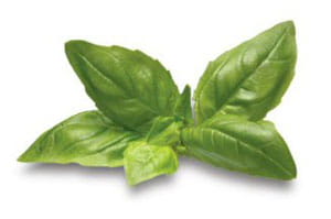Basil